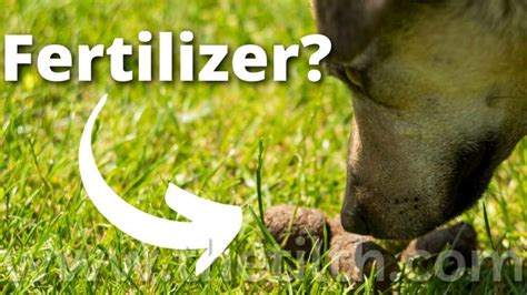 dog poop good fertilizer|dog poop fertilizer for garden.